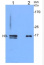 H3 | Histone H3 (rabbit antibody) (nuclear marker)